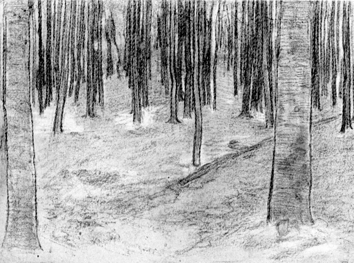 Naturalism: Wood with Beech Trees, Drawing, c. 1899