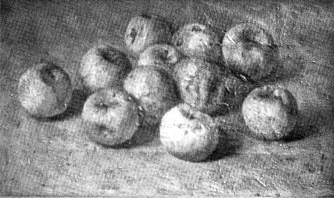 Study of Apples, 1897, Piet Mondrian